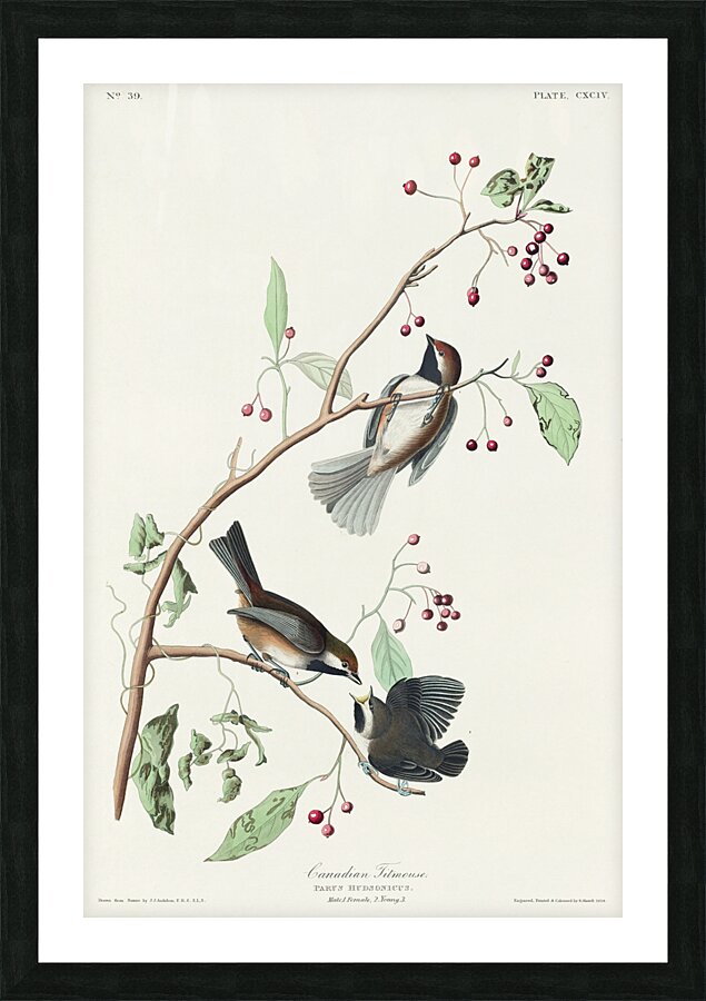 Canadian Titmouse Picture Frame print