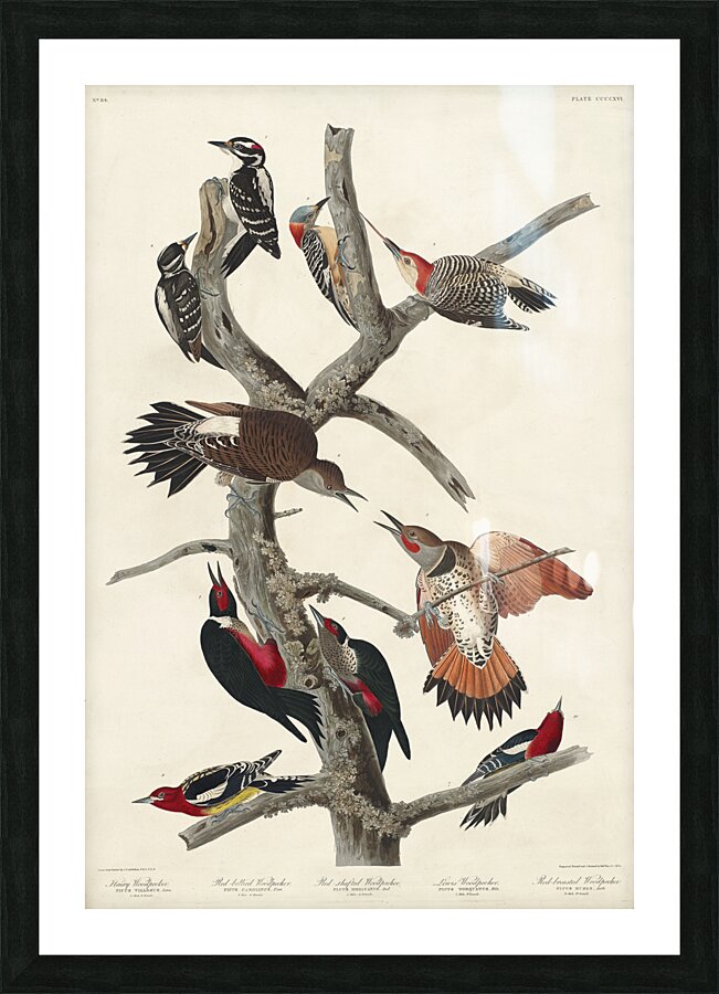 Hairy Woodpecker Red-bellied Woodpecker Red-shafted Woodpecker Lewis Woodpecker and Red-breasted Woodpecker Picture Frame print