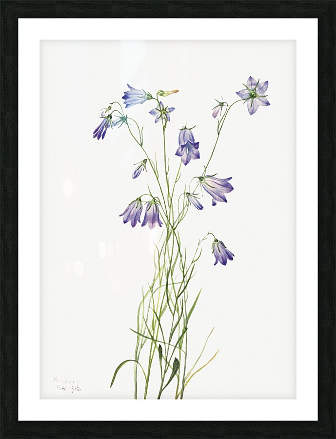 Harebell Campanula rotundifolia 1916 Picture Frame print