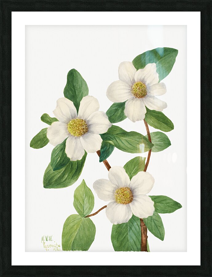 Pacific Dogwood Cornus nuttallii 1933 Picture Frame print