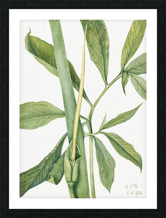 Greendragon Arisaema dracontium 1920 Picture Frame print