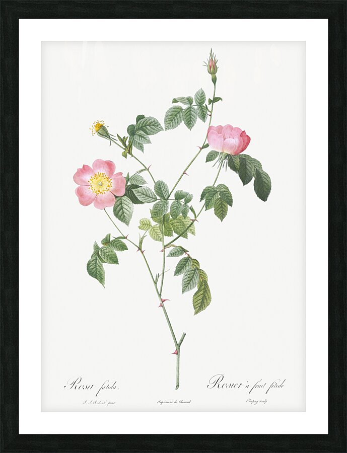 Pink Austrian copper rose Picture Frame print