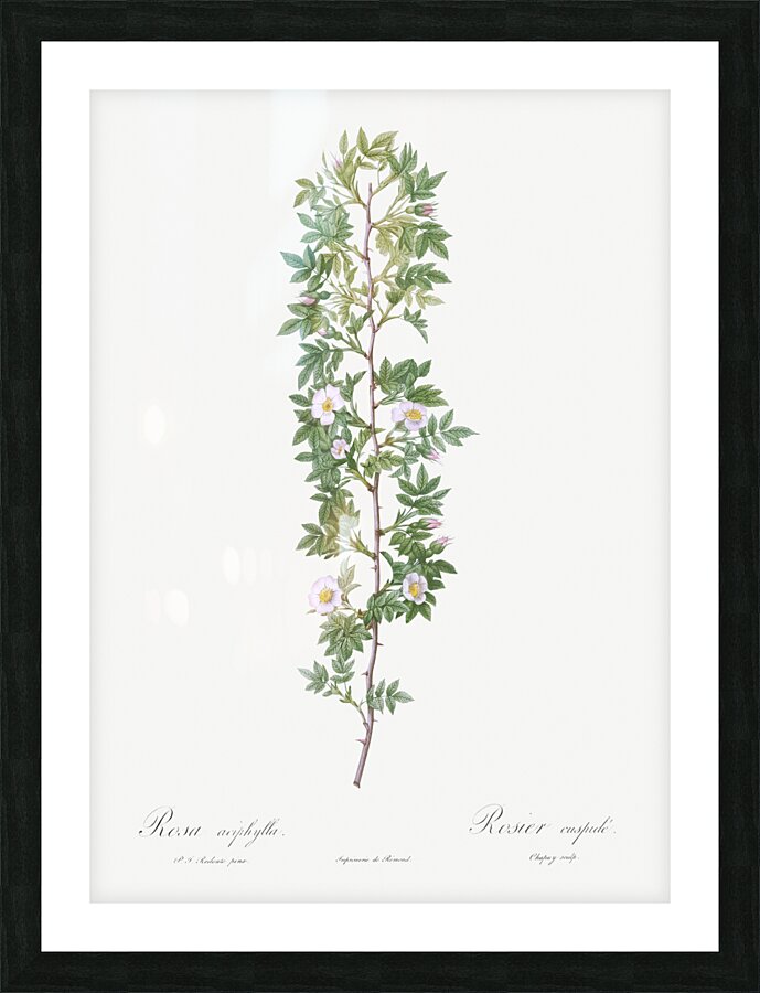 Burgundy cabbage rose in bloom Picture Frame print