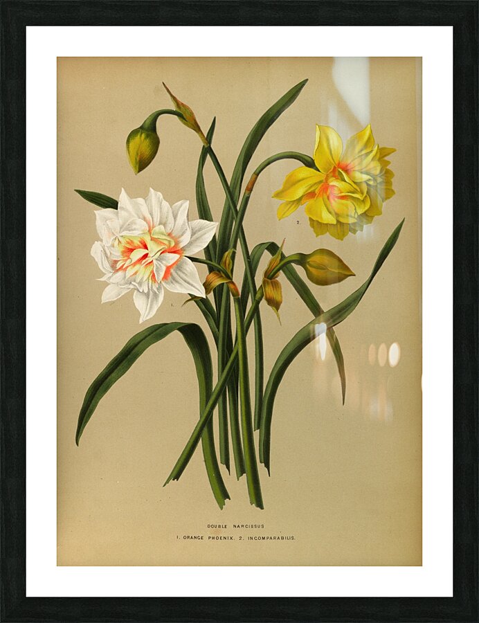 Album van Eeden : Haarlems flora : 1872-1881 Picture Frame print