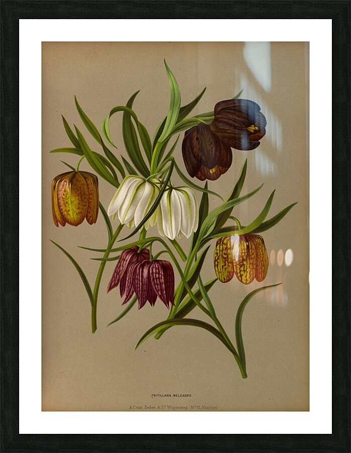 Album van Eeden : Haarlems flora : 1872-1881 Picture Frame print