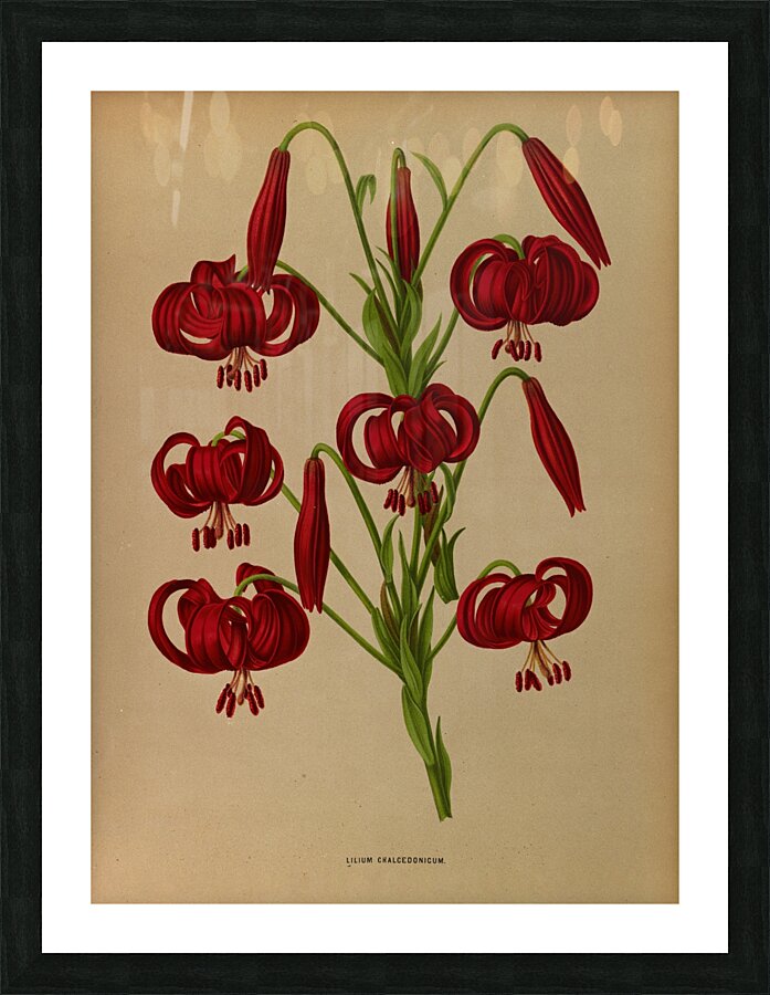 Album van Eeden : Haarlems flora : 1872-1881 Picture Frame print