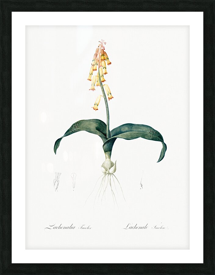 Lachenalia tricolor illustration  Picture Frame print