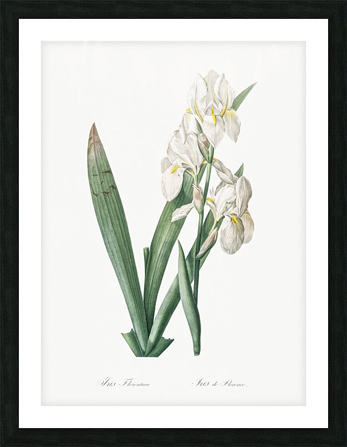 Iris florentina illustration  Picture Frame print