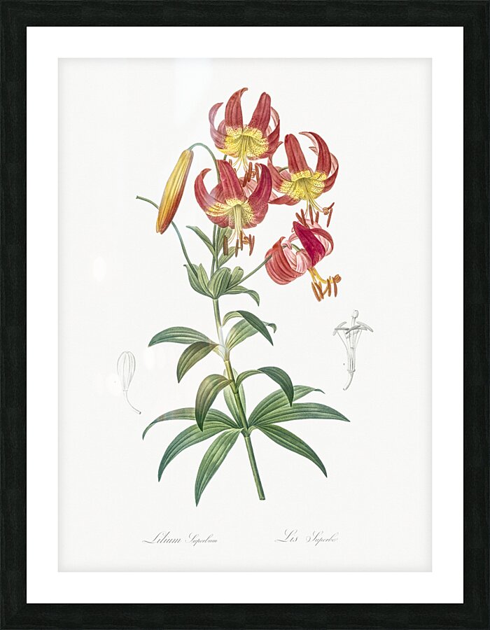 Turban lily illustration  Picture Frame print
