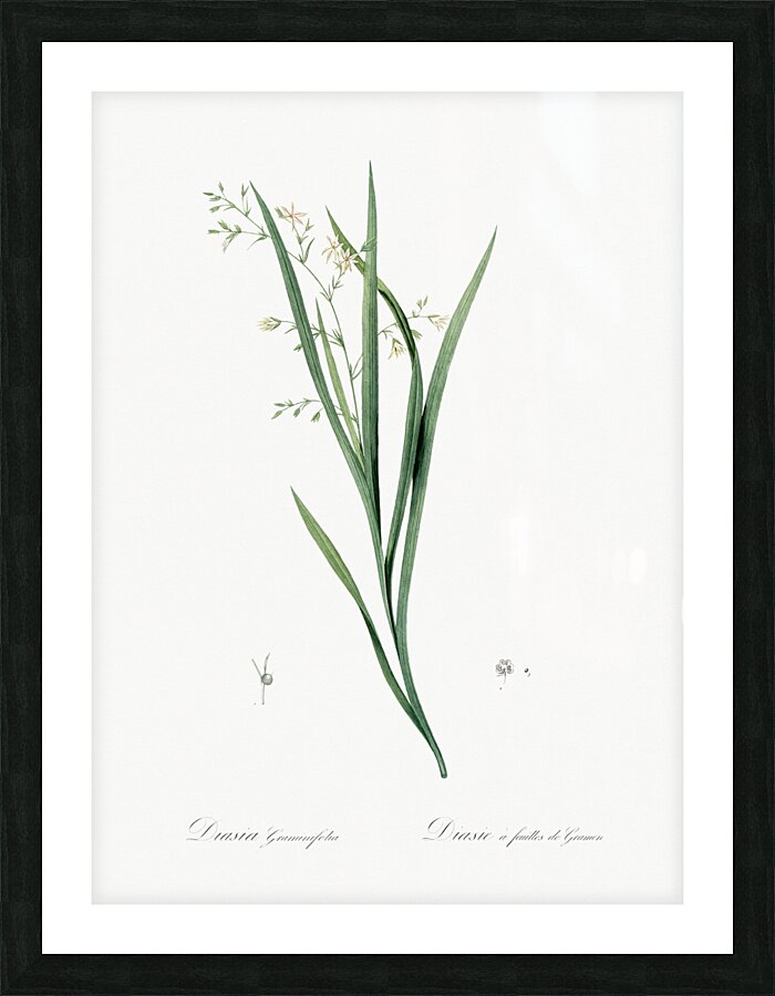 Diasia graminifolia illustration  Picture Frame print