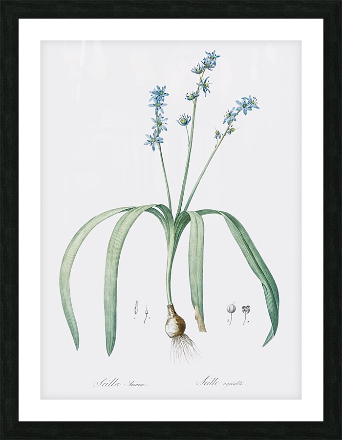 Star squill illustration  Picture Frame print