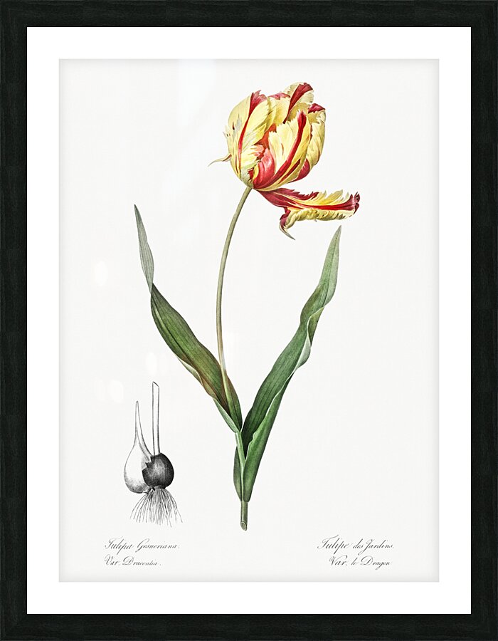 Didier tulip illustration  Picture Frame print