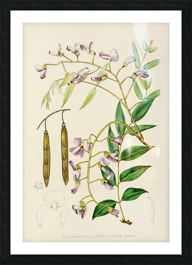 Bolusanthus Speciosus Picture Frame print