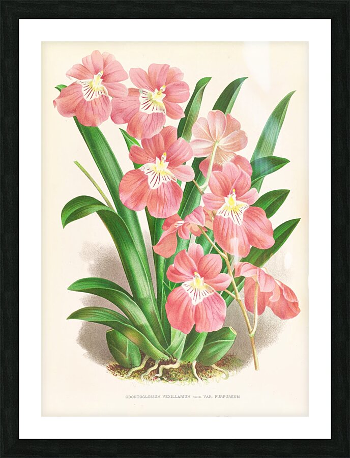 Odontoglossum Vexillarium Picture Frame print