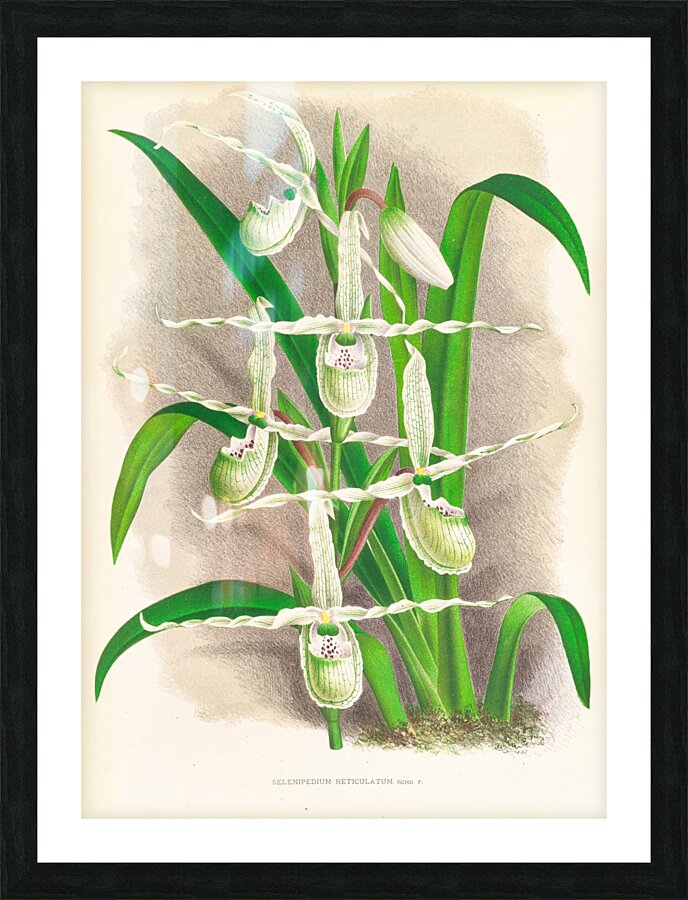 Selenipedium Reticulatum Picture Frame print
