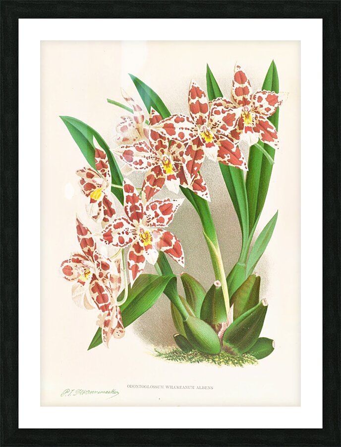 Odontoglossum wilckeanum albens Picture Frame print