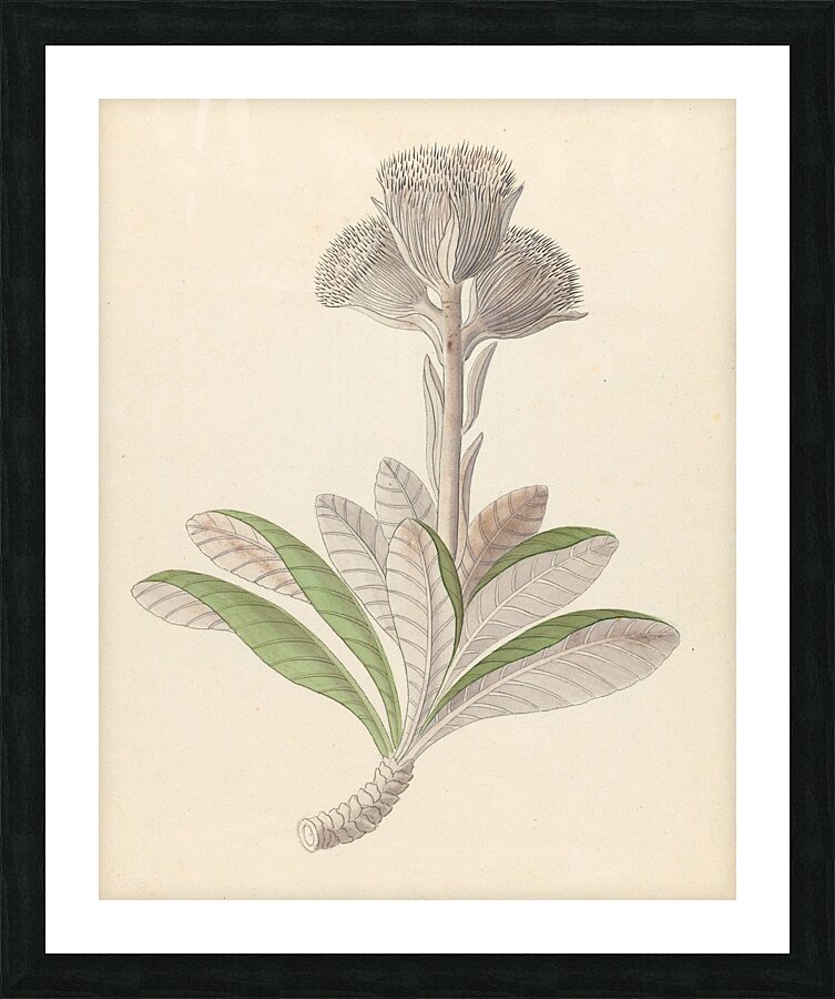 Arnica [Oldenburgia grandis] 1817 Picture Frame print