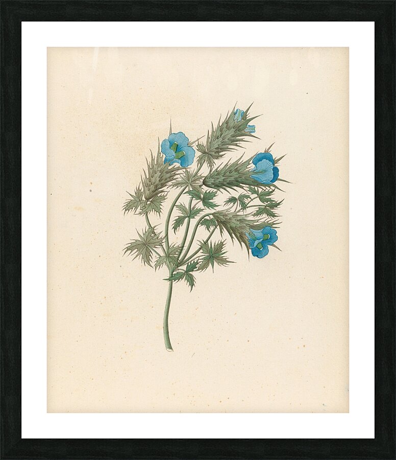 Acanthus carduifolia [Blepharis sinuata] 1817 Picture Frame print