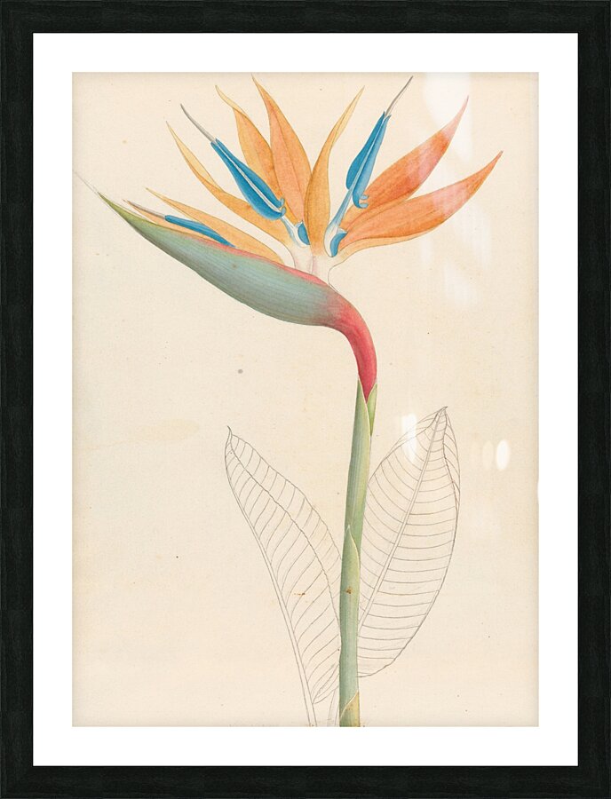 Strelitzia Reginae 1817 Picture Frame print