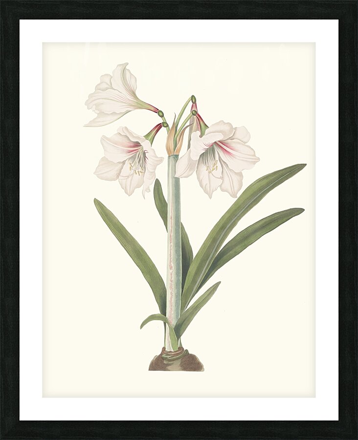 Amaryllis Picta. 1834 Picture Frame print