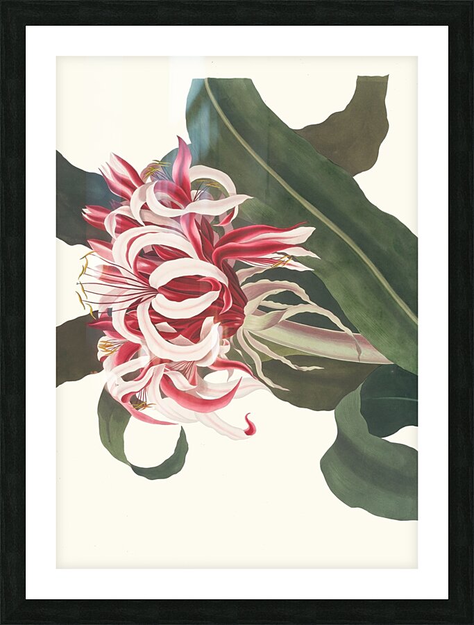 Crinium Augustum. [Queen Emma] 1834 Picture Frame print