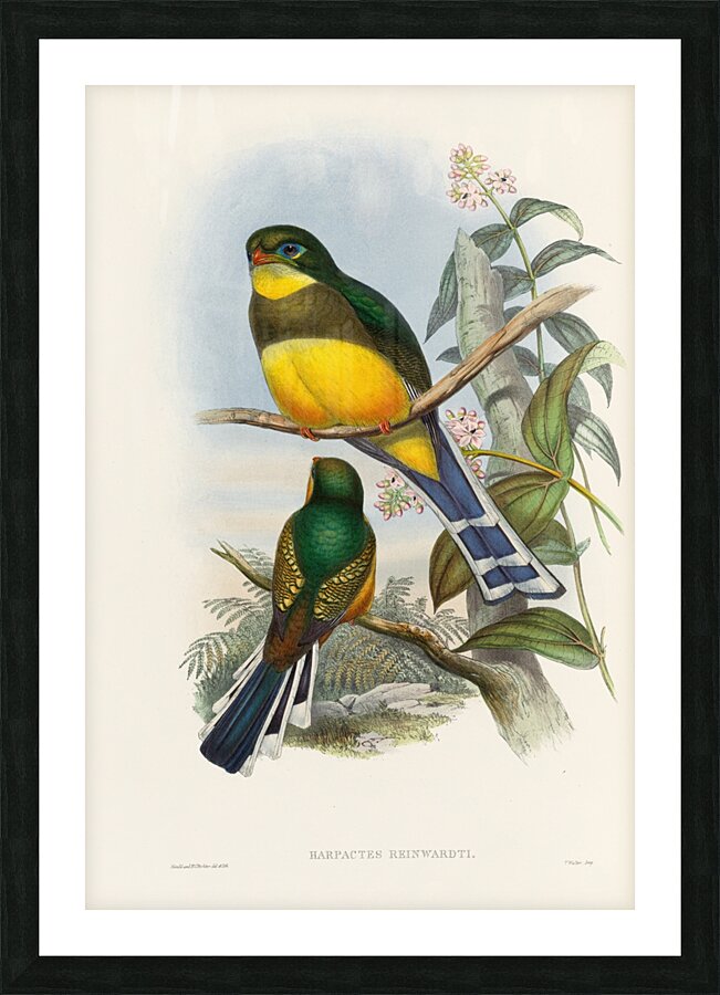 John Gould trogons 024 Picture Frame print