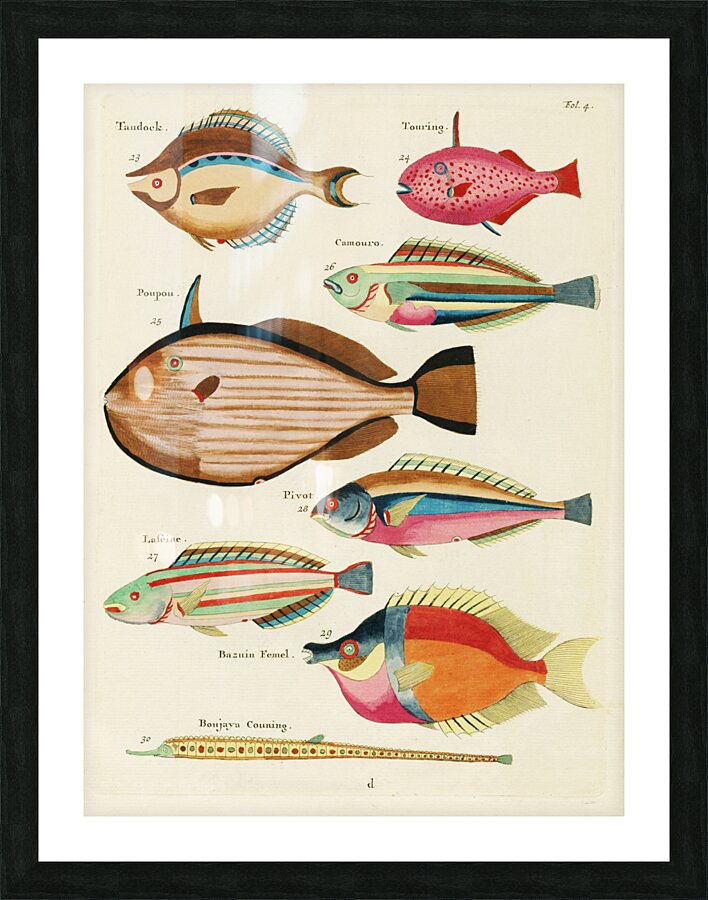 Colourful and surreal illustrations of fishes found in Moluccas Indonesia and the East Indies by Louis Renard 1678 -1746 from Histoire naturelle des plus rares curiositez de la mer des Indes 1754. Picture Frame print