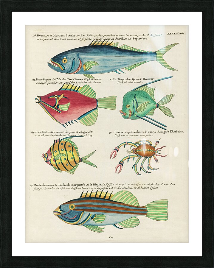 Colourful and surreal illustrations of fishes found in Moluccas Indonesia and the East Indies by Louis Renard 1678 -1746 from Histoire naturelle des plus rares curiositez de la mer des Indes 1754. Picture Frame print