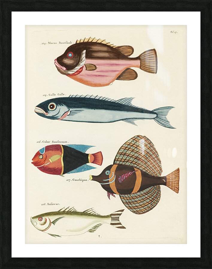 Colourful and surreal illustrations of fishes found in Moluccas Indonesia and the East Indies by Louis Renard 1678 -1746 from Histoire naturelle des plus rares curiositez de la mer des Indes 1754. Picture Frame print