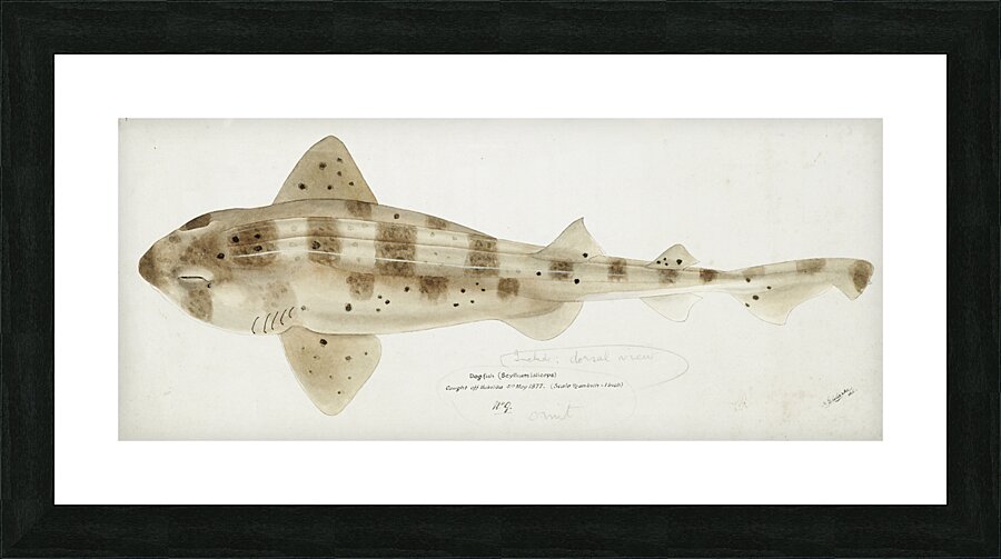 Antique fish Carpet Shark South Pacific Fishes by Frank Edward Clarke 1849-1899.  Picture Frame print
