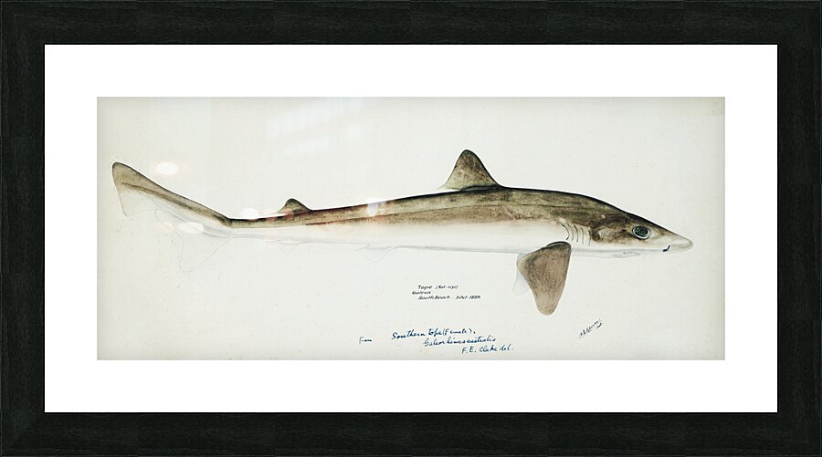 Antique fish Requiem Shark South Pacific Fishes by Frank Edward Clarke 1849-1899.  Picture Frame print