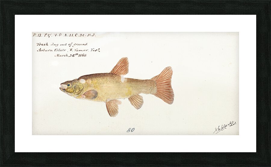 Antique fish tinca tinca cyprindae family South Pacific Fishes by Frank Edward Clarke 1849-1899.  Picture Frame print