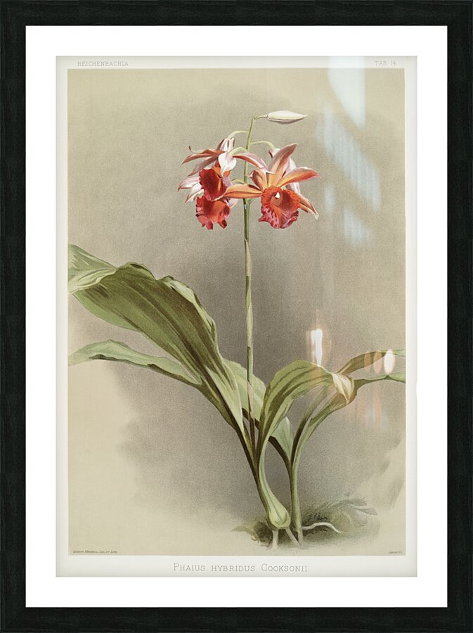 Phaius hybridus cooksonii from Reichenbachia Orchids 1888-1894 illustrated by Frederick Sander 1847-1920.  Picture Frame print