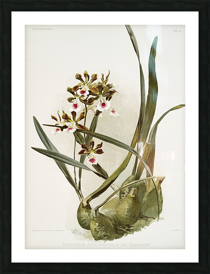 Rands Encyclia Epidendrum atro-purpureum var randianum from Reichenbachia Orchids 1888-1894 illustrated by Frederick Sander 1847-1920.  Picture Frame print