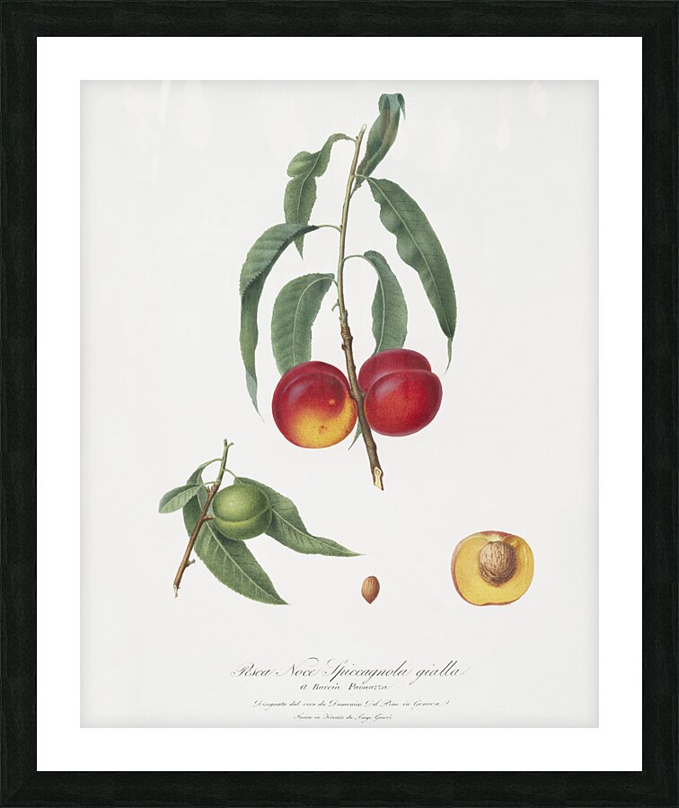 Walnut peach Persica from Pomona Italiana 1817 - 1839 by Giorgio Gallesio 1772-1839.  Picture Frame print