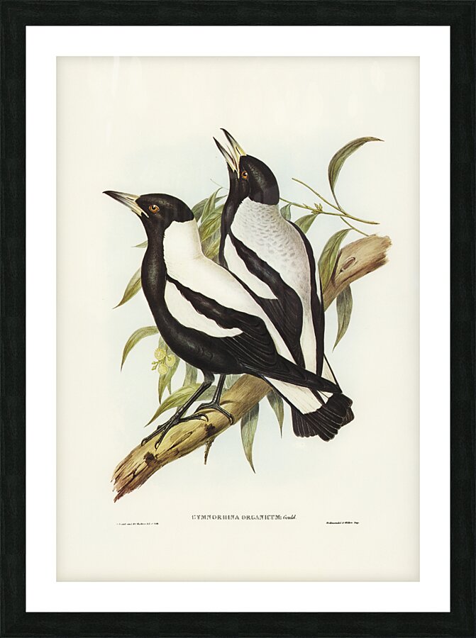 Tasmanian Crow-Shrike Gymnorhina organicum illustrated by Elizabeth Gould 1804–1841 for John Gould’s 1804-1881 Birds of Australia  Picture Frame print