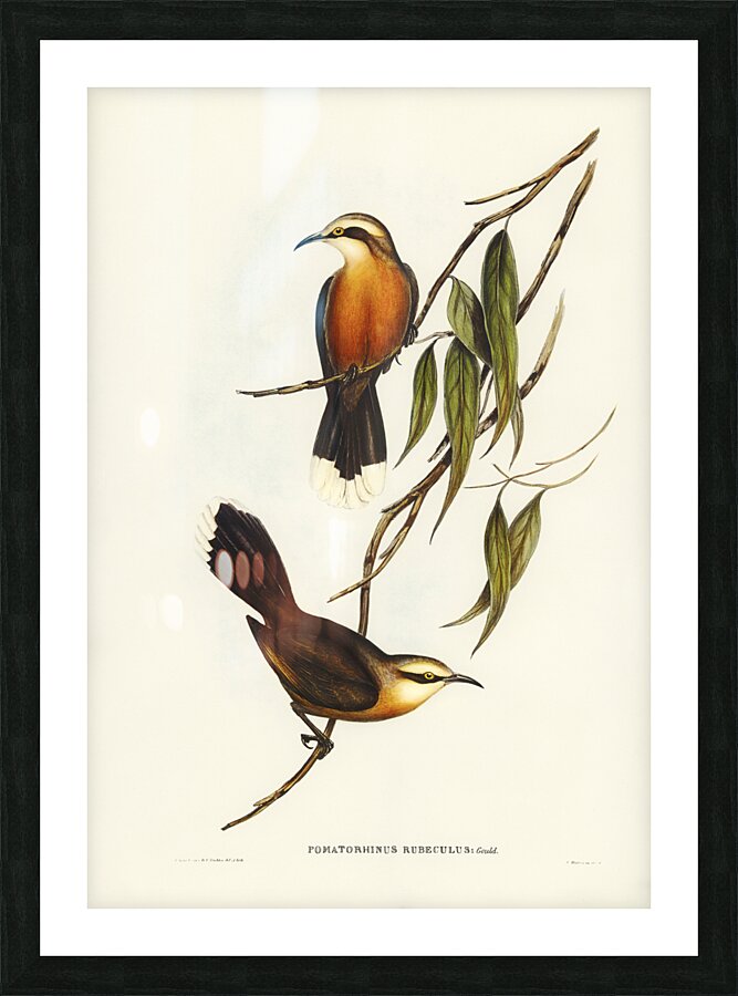 Red-breasted Pomatorhinus Pomatorhinus rubeculus illustrated by Elizabeth Gould 1804–1841 for John Gould’s 1804-1881 Birds of Australia  Picture Frame print