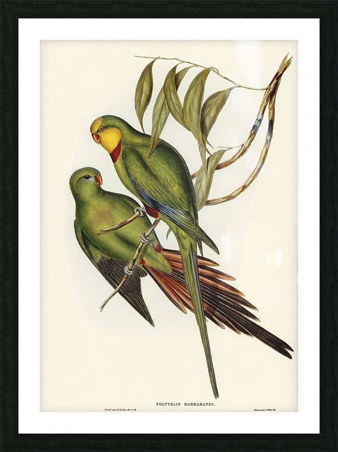 Black-tailed Parakeet Polytelis melanura illustrated by Elizabeth Gould 1804–1841 for John Gould’s 1804-1881 Birds of Australia  Picture Frame print