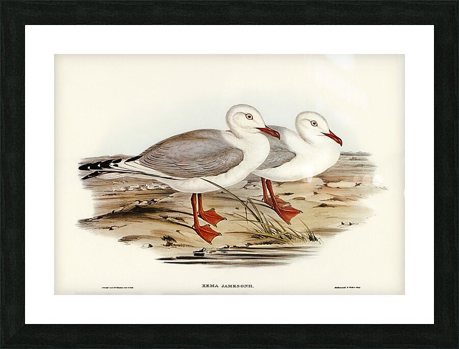 Jamesons Gull Xema Jamesonii illustrated by Elizabeth Gould 1804–1841 for John Gould’s 1804-1881 Birds of Australia  Picture Frame print
