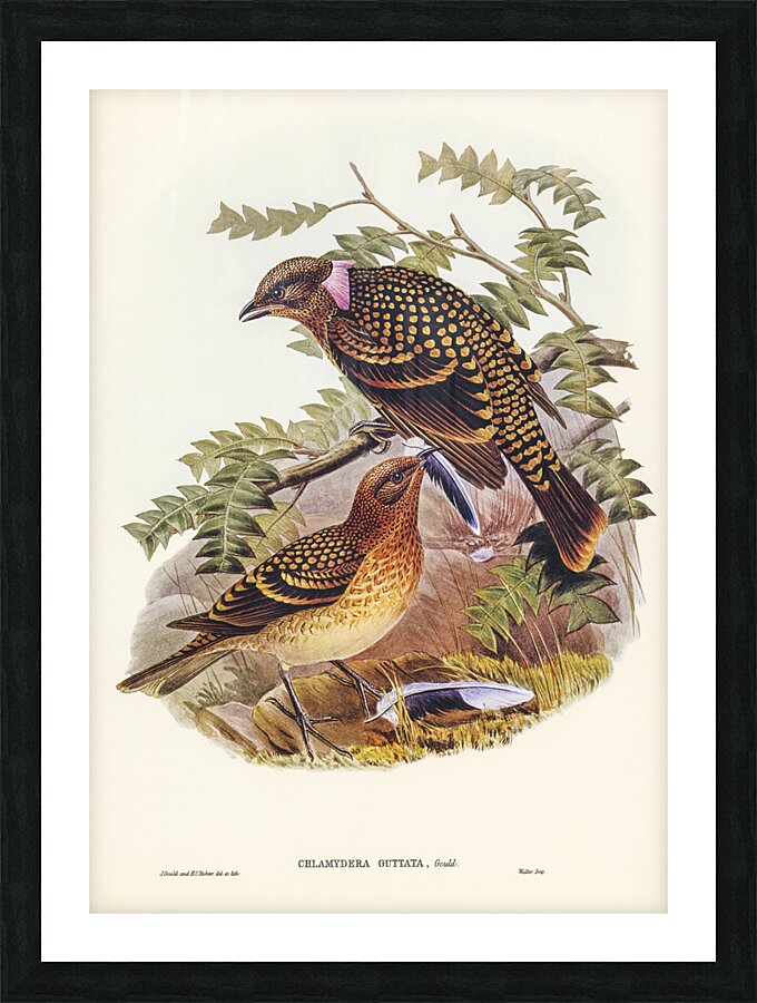 Guttated Bower-bird Chlamydera guttata illustrated by Elizabeth Gould 1804–1841 for John Gould’s 1804-1881 Birds of Australia  Picture Frame print