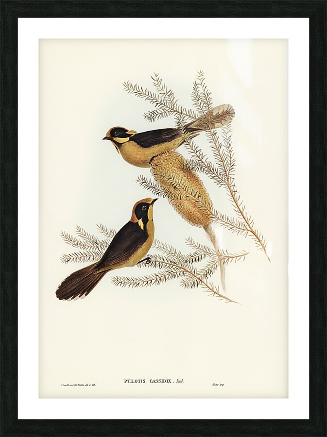 Helmeted Honey-eater Ptilotis cassidix illustrated by Elizabeth Gould 1804–1841 for John Gould’s 1804-1881 Birds of Australia  Picture Frame print