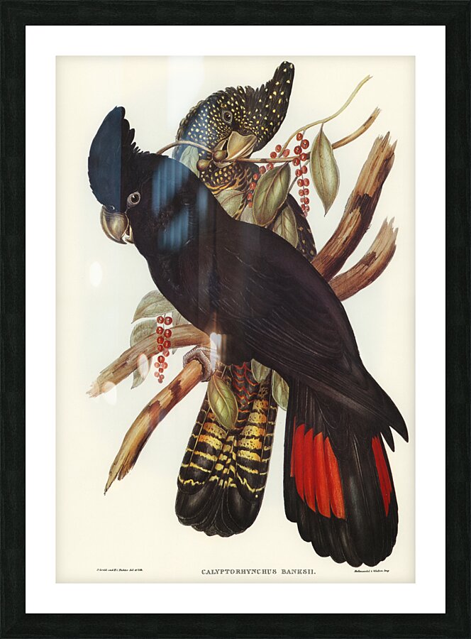 Banksian Cockatoo Calyptorhynchus Banksii illustrated by Elizabeth Gould 1804–1841 for John Gould’s 1804-1881 Birds of Australia  Picture Frame print