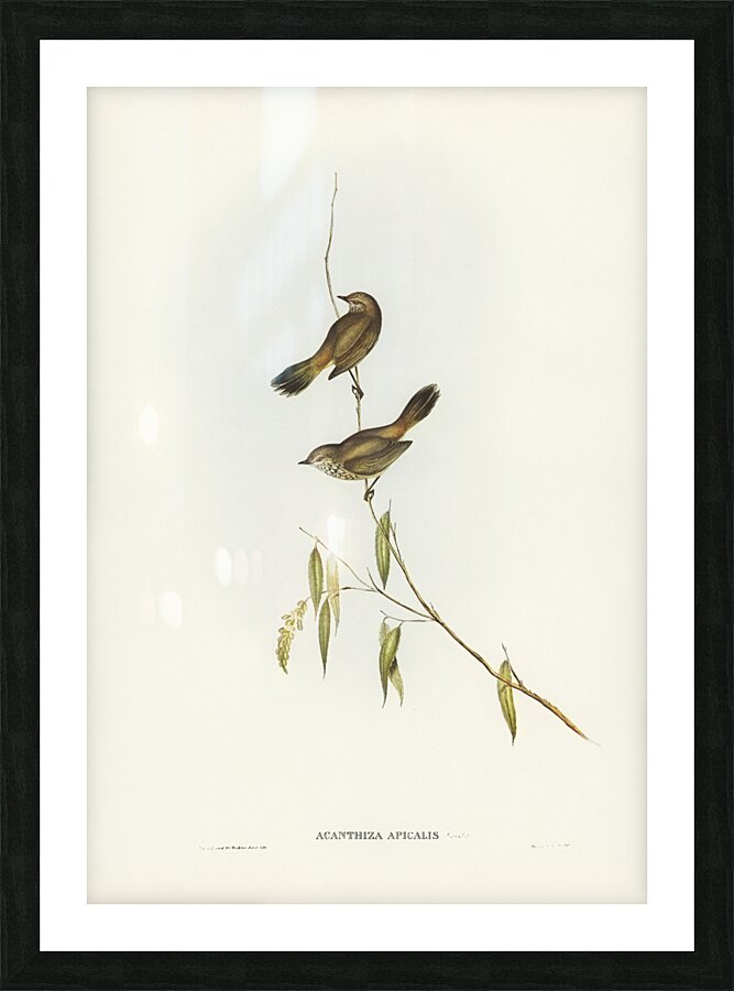 Western Acanthiza Acanthiza apicalis illustrated by Elizabeth Gould 1804–1841 for John Gould’s 1804-1881 Birds of Australia  Picture Frame print