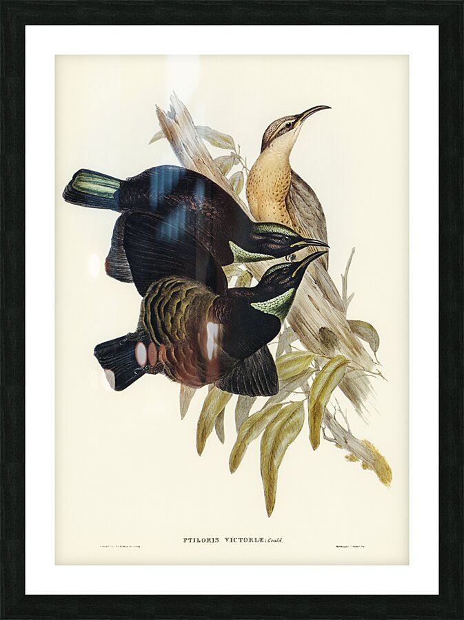 Victoria Rifle-bird Ptiloris Victoriae illustrated by Elizabeth Gould 1804–1841 for John Gould’s 1804-1881 Birds of Australia  Picture Frame print