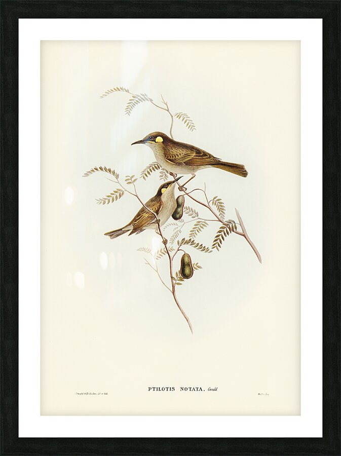 Yellow-spotted Honey-eater Ptilotis notata illustrated by Elizabeth Gould 1804–1841 for John Gould’s 1804-1881 Birds of Australia  Picture Frame print