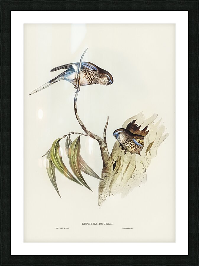 Boukes Grass-Parakeet Euphema Bourkii illustrated by Elizabeth Gould 1804–1841 for John Gould’s 1804-1881 Birds of Australia  Picture Frame print