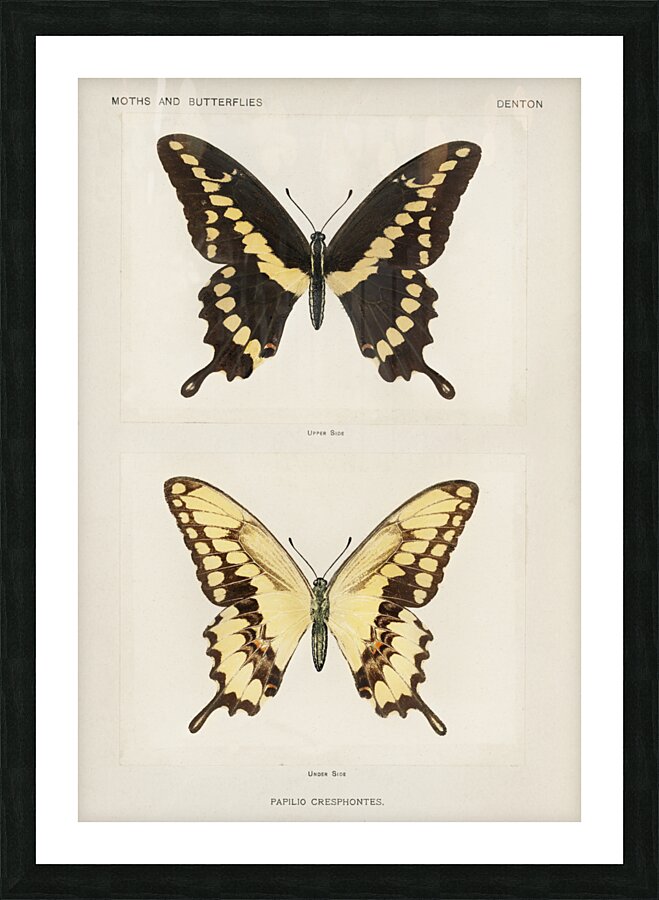 Giant Swallowtail Papilio Cresphontes from Moths and butterflies of the United States 1900 by Sherman F. Denton 1856-1937.  Picture Frame print