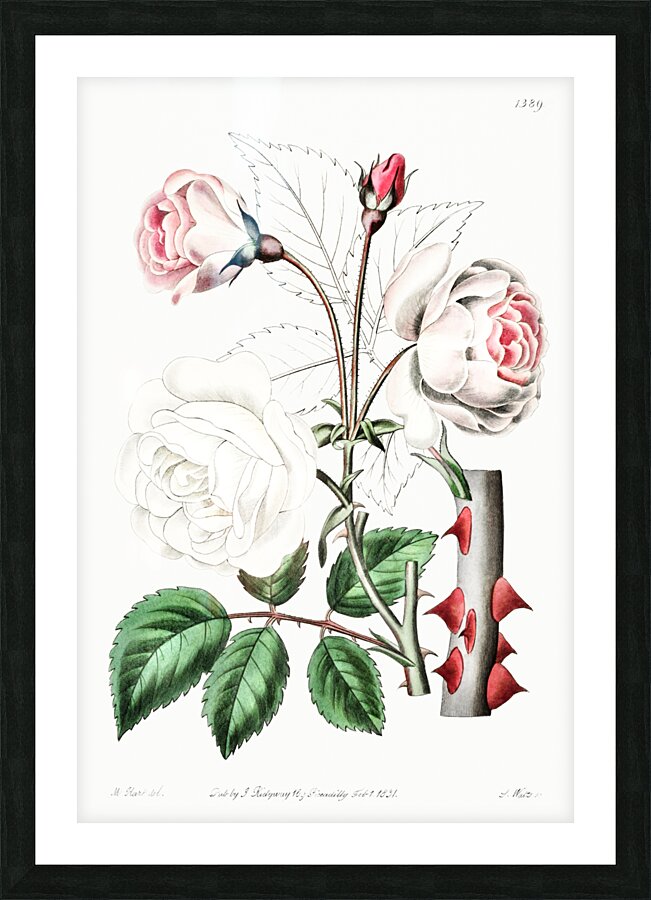 The ruga rose from Edwards Botanical Register 1829-1847  by Sydenham Edwards John Lindley and James Ridgway. Picture Frame print
