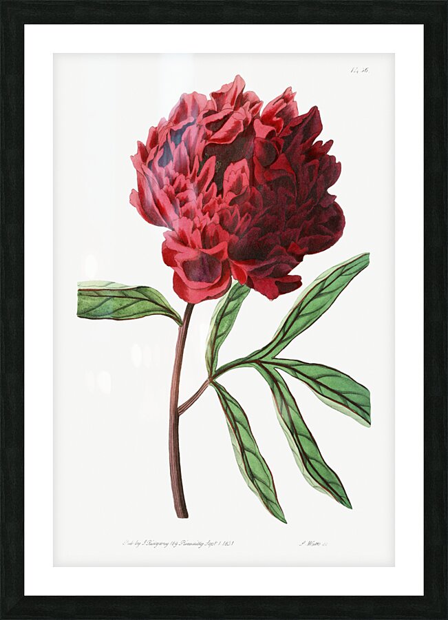 Potts Chinese peony from Edwards Botanical Register 1829-1847  by Sydenham Edwards John Lindley and James Ridgway. Picture Frame print