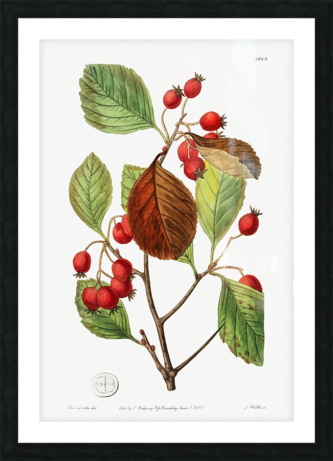 Plum leaved thorn from Edwards Botanical Register 1829-1847  by Sydenham Edwards John Lindley and James Ridgway. Picture Frame print